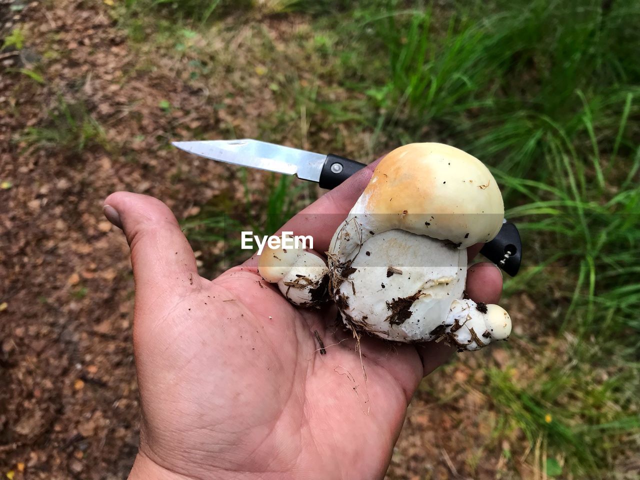 Close-up of person holding mushroom and knife over land