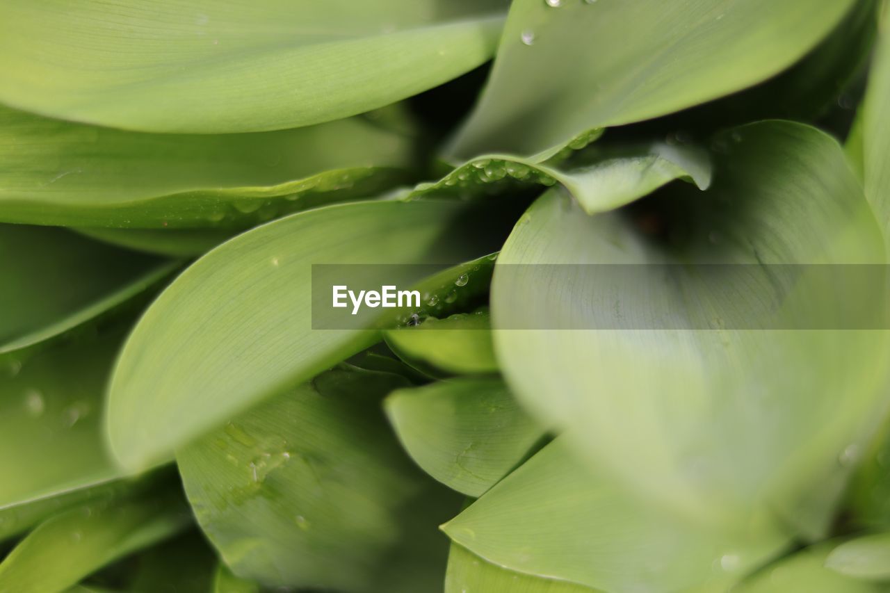 Full frame shot of green leaf