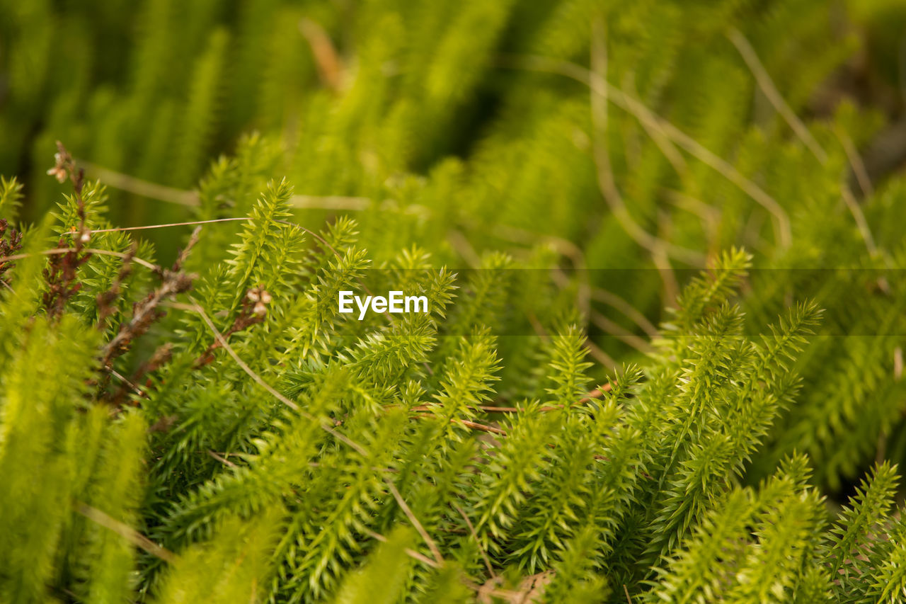 Close-up of pine tree