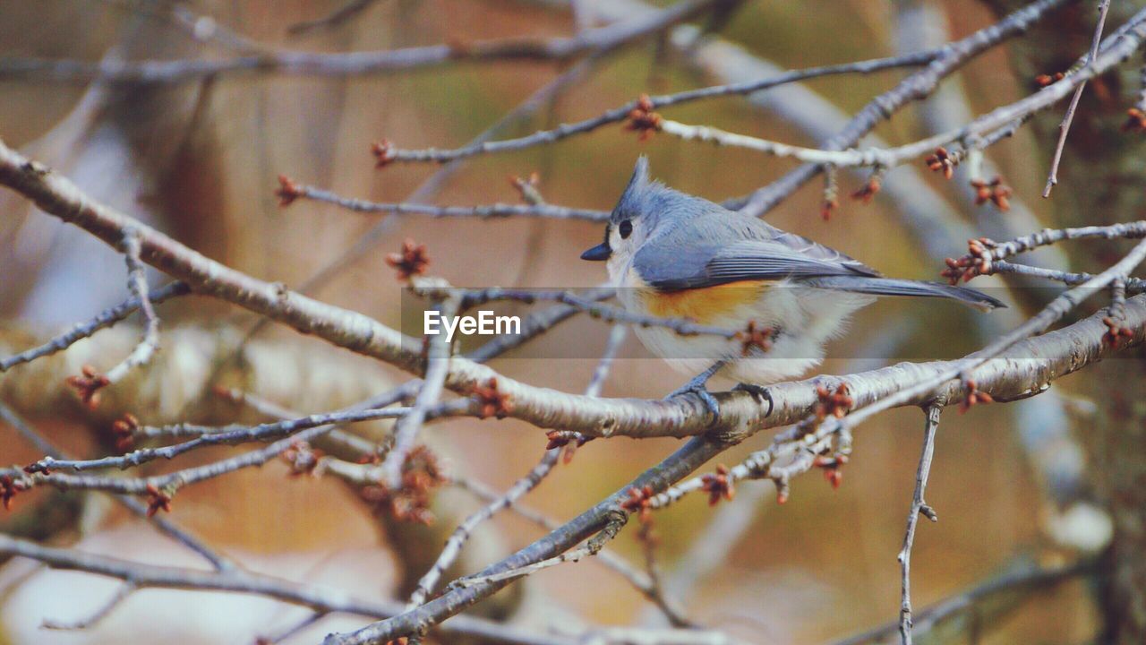 Close-up of bird perching on branch during winter