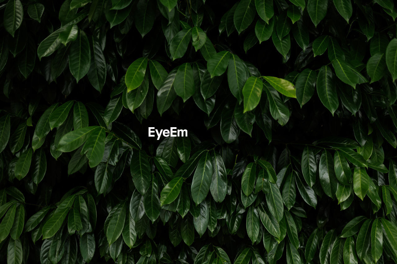 Full frame shot of plants dark green leaves mystery