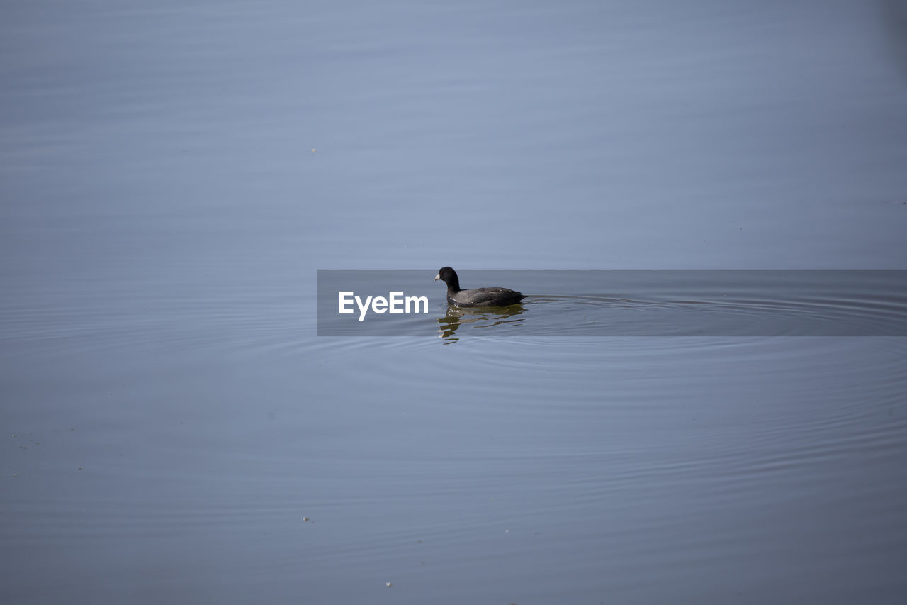 animal themes, animal wildlife, animal, water, wildlife, one animal, reflection, bird, lake, duck, wing, swimming, no people, nature, waterfront, day, poultry, beauty in nature, water bird, rippled, outdoors, floating, high angle view, floating on water, tranquility