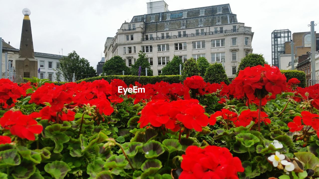 Red flowers blooming in park