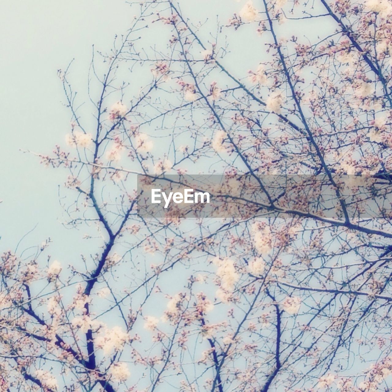 Low angle view of trees against sky