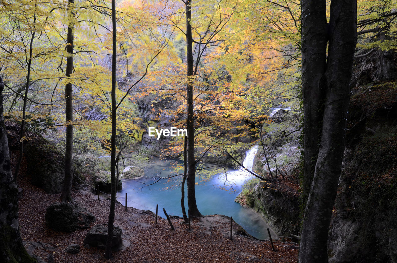 TREES IN FOREST DURING AUTUMN