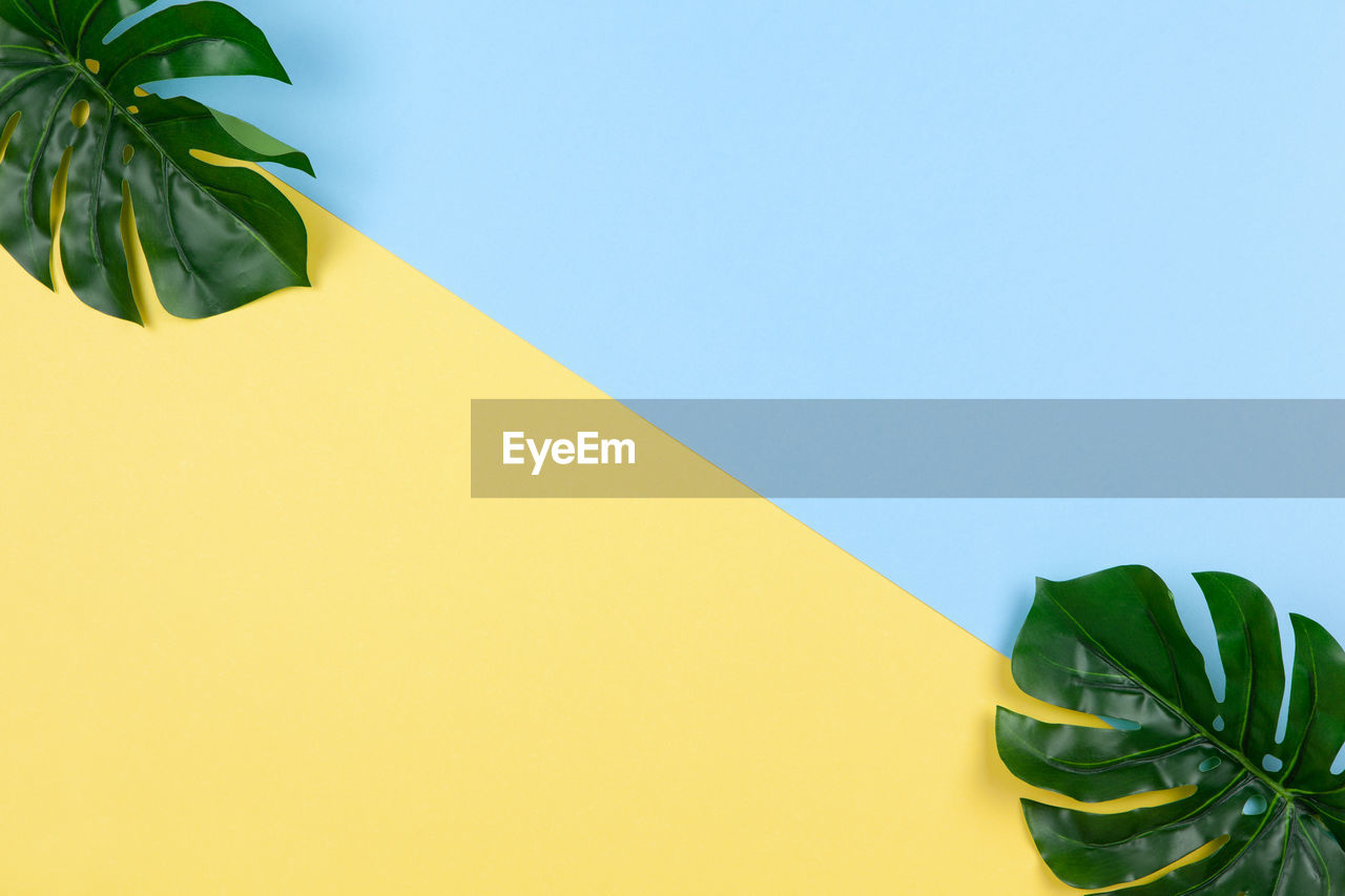 Frame of monstera leaves on two-color background yellow and blue, copy space. minimalism flat lay. 