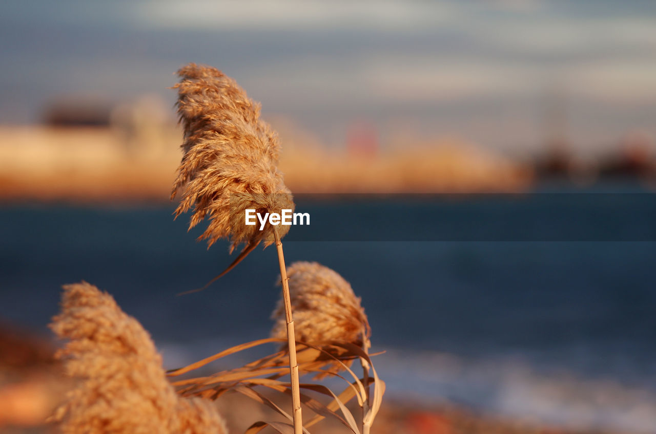 Close-up of wilted plant by sea against sky during sunset