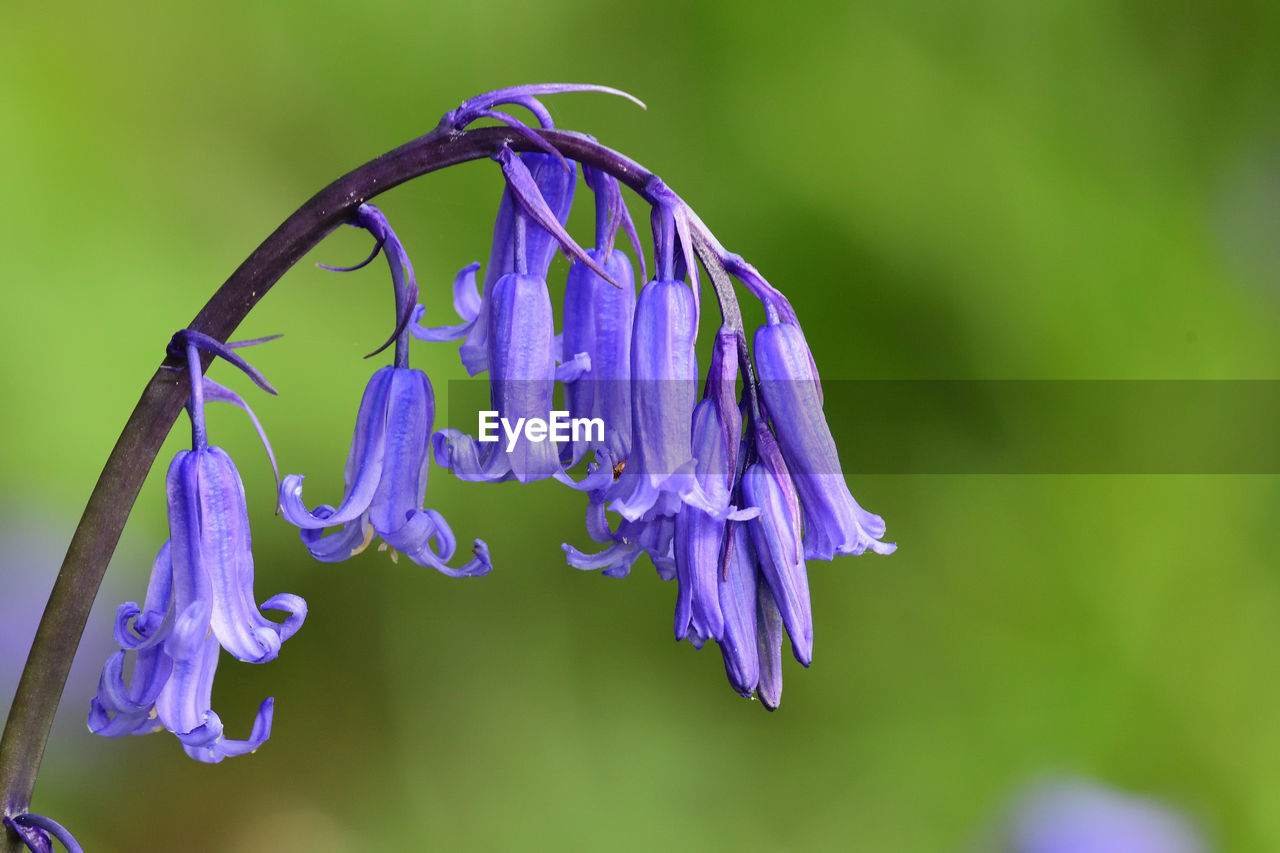 Close-up of purple flowering plant