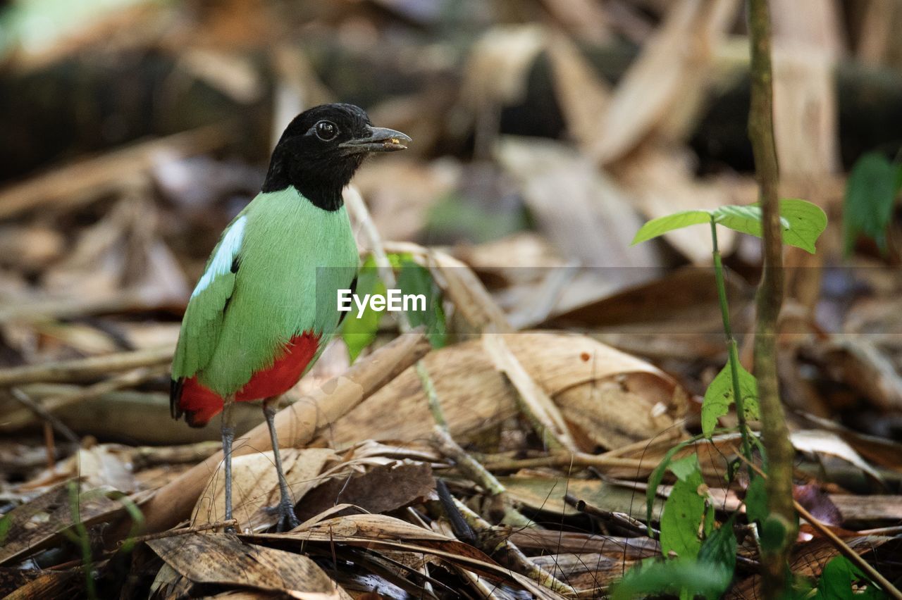 CLOSE-UP OF BIRD PERCHING ON PLANT