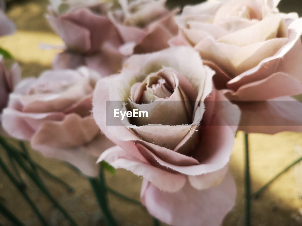 Close-up of rose bouquet