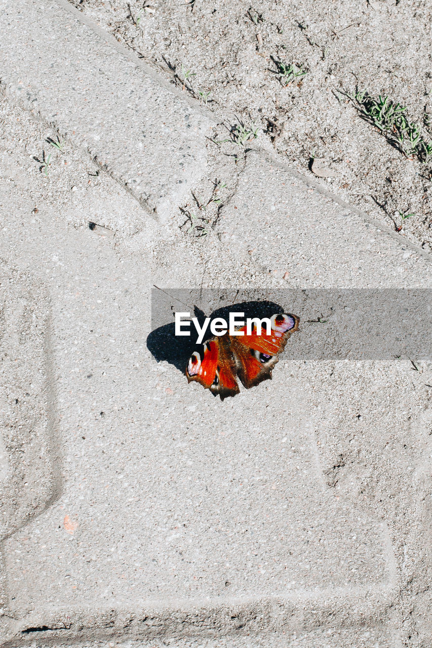 HIGH ANGLE VIEW OF INSECT ON WALL