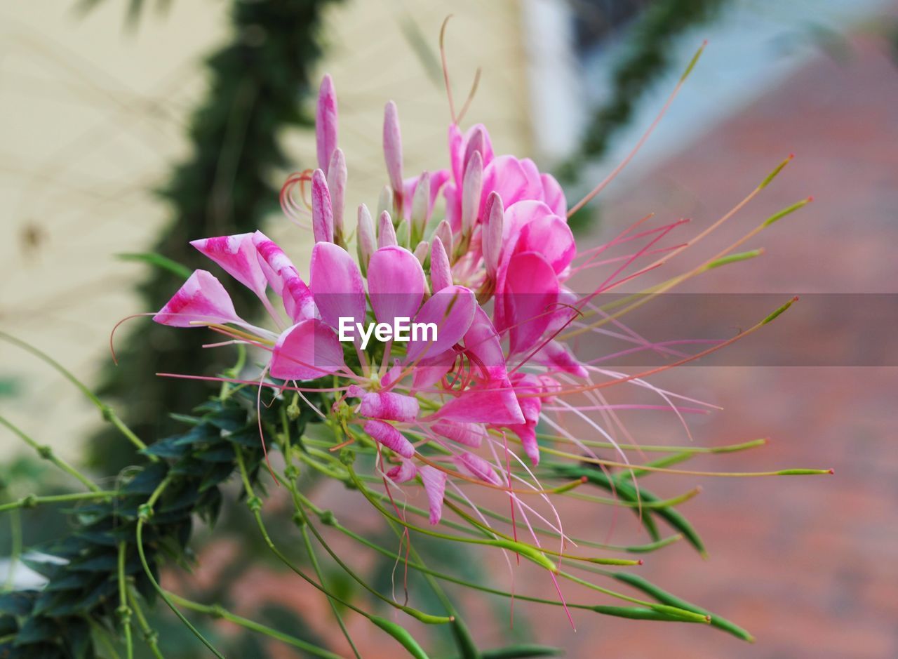 CLOSE-UP OF PINK FLOWER