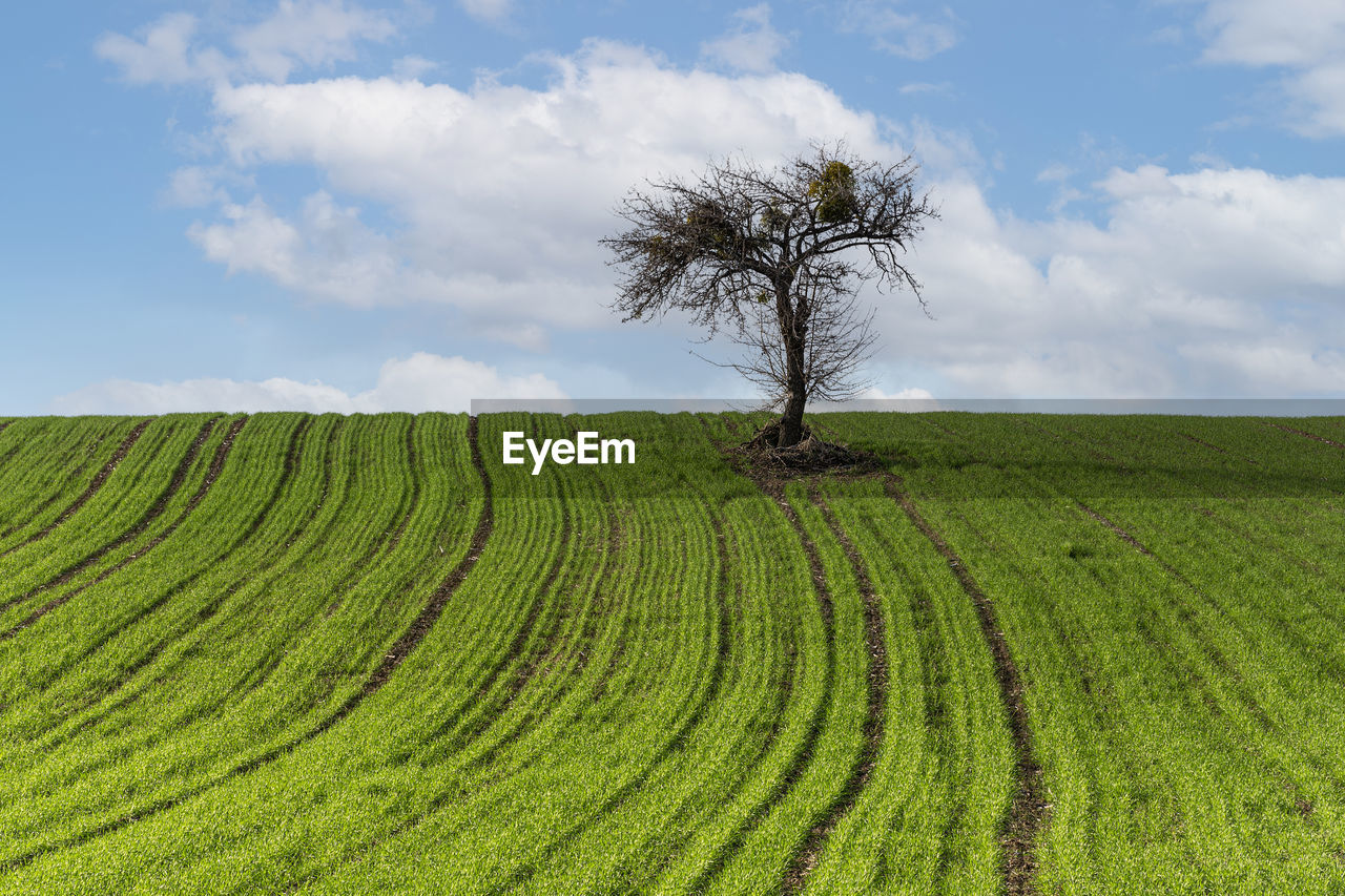 Scenic view of agricultural field against sky