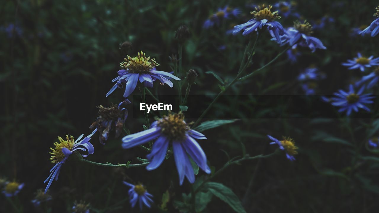 PURPLE FLOWERS BLOOMING OUTDOORS