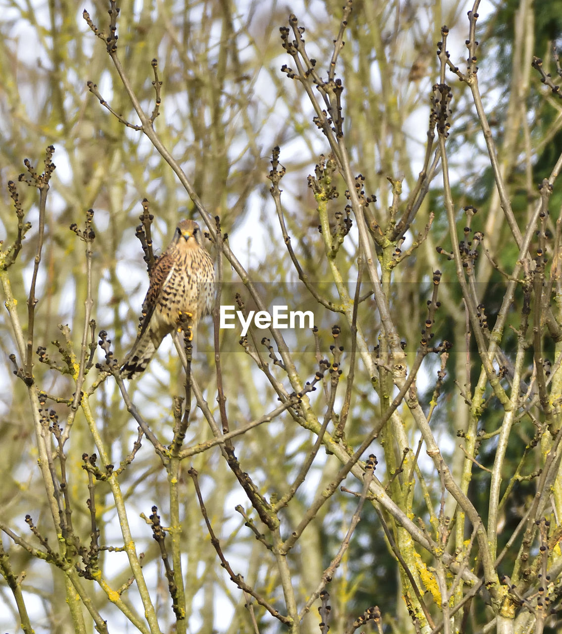 CLOSE-UP OF BIRD PERCHING ON TREE