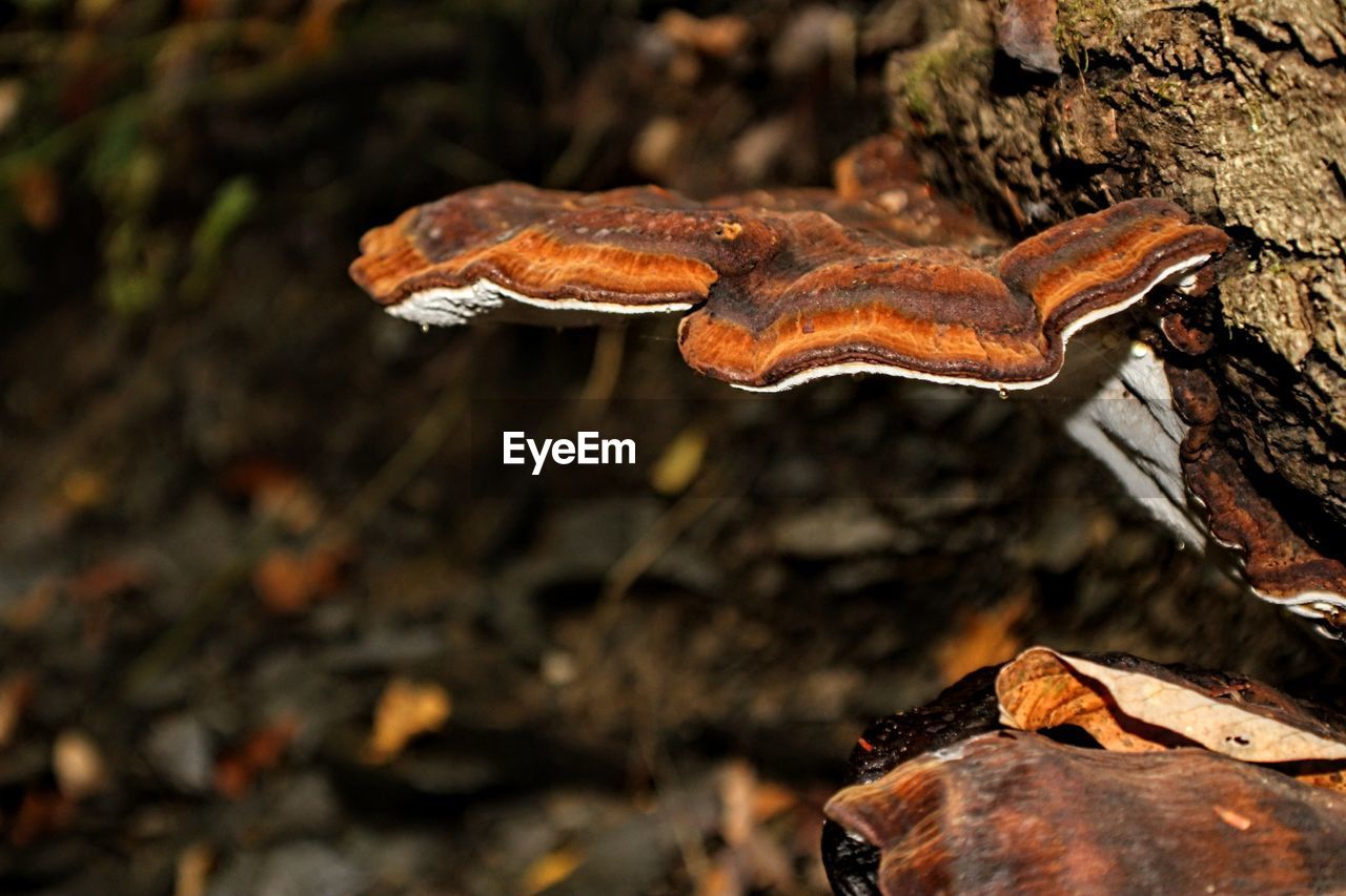 CLOSE-UP OF MUSHROOM ON DRY LEAVES