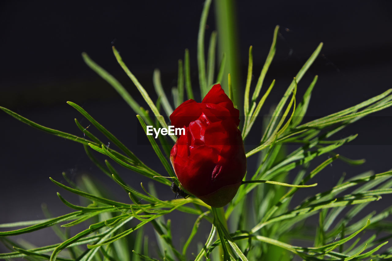 CLOSE-UP OF RED LEAVES