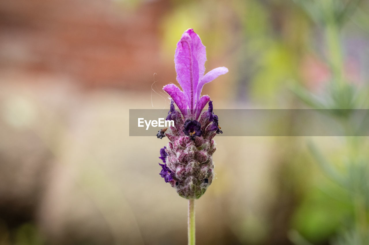 CLOSE-UP OF PINK FLOWER