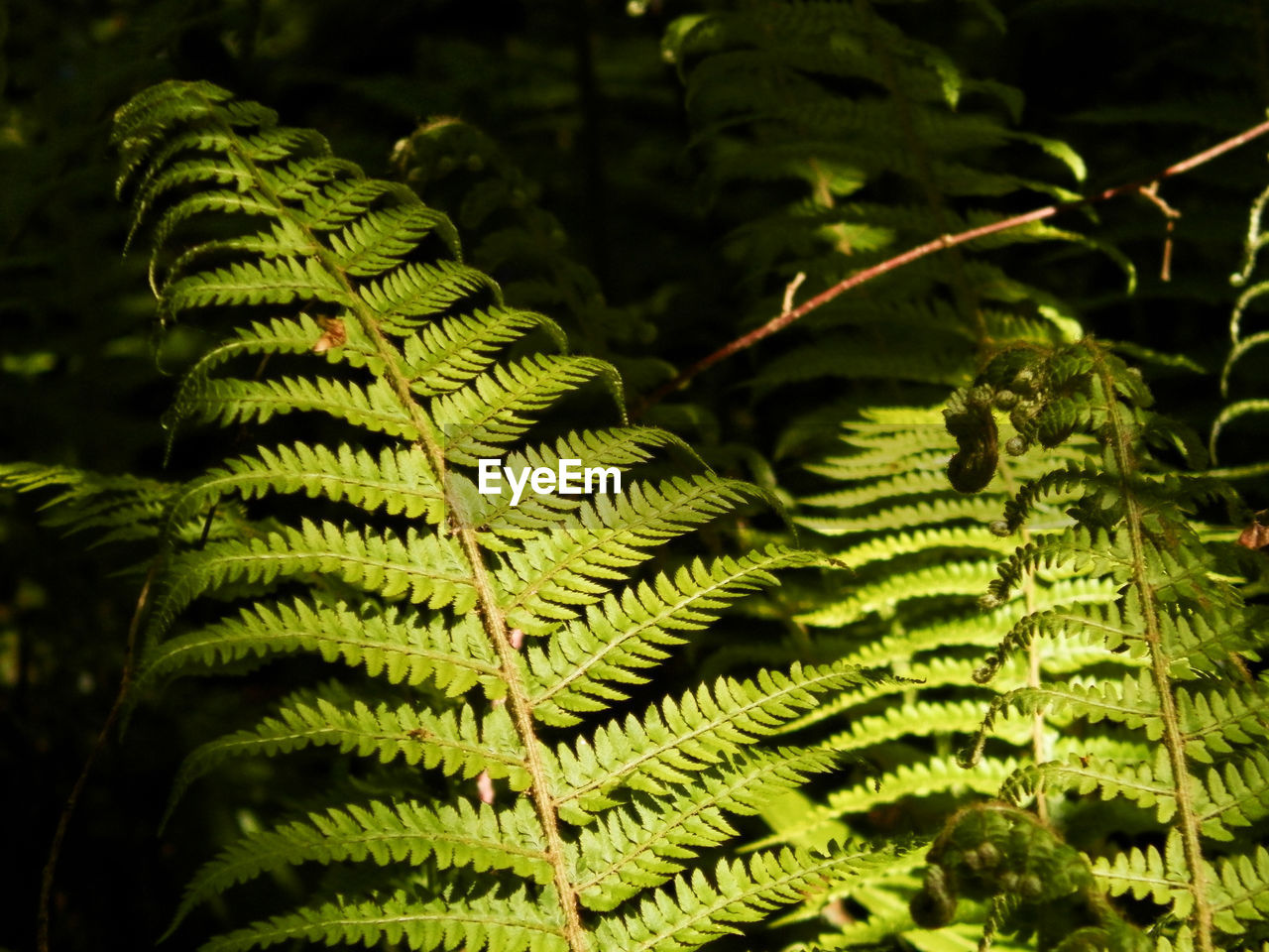 Light Light And Shadow Shadow Focus On Foreground Green Color Fern Plant Life Leaf Vein Leaves Botany Natural Pattern Blooming