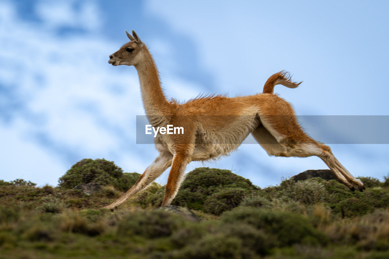 animal, animal themes, mammal, animal wildlife, one animal, wildlife, sky, no people, full length, nature, side view, standing, outdoors, day, domestic animals, environment