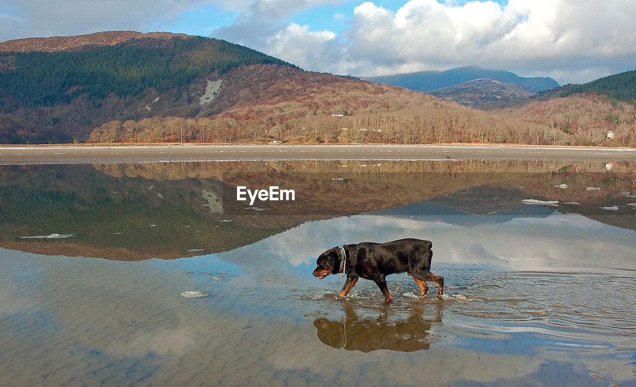 Side view of rottweiler walking in lake against mountains