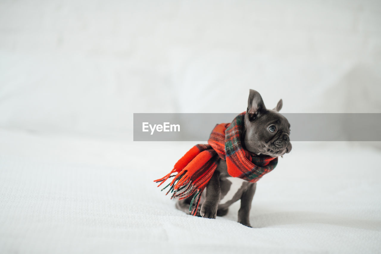 close-up of dog on white background