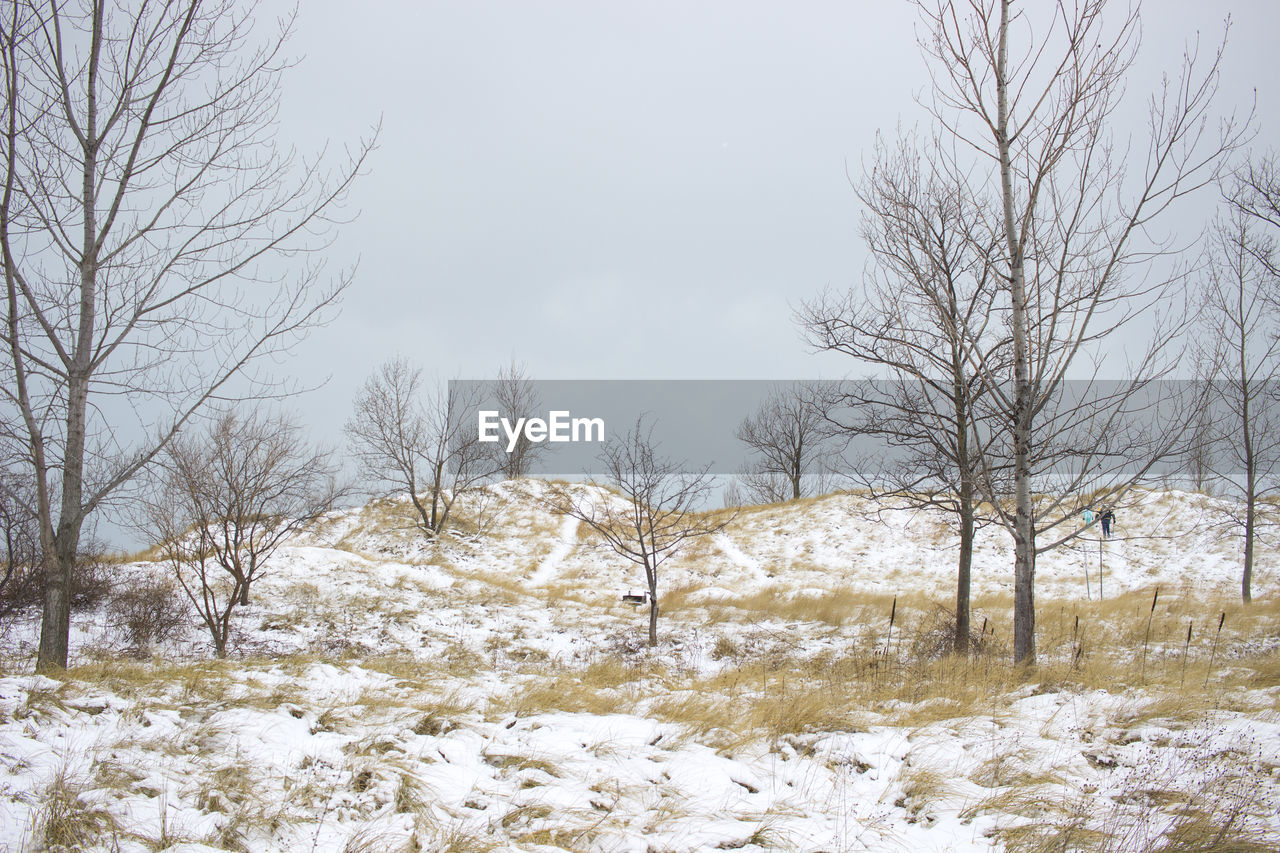 Bare trees on snow covered landscape