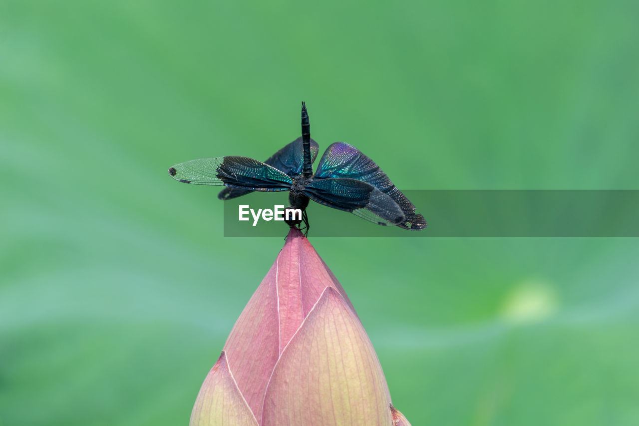 CLOSE-UP OF BUTTERFLY POLLINATING FLOWER