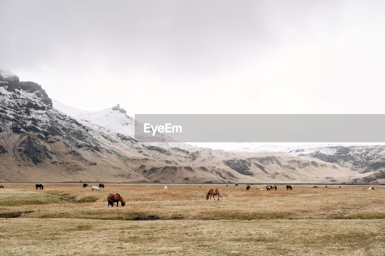 View of horses grazing in field