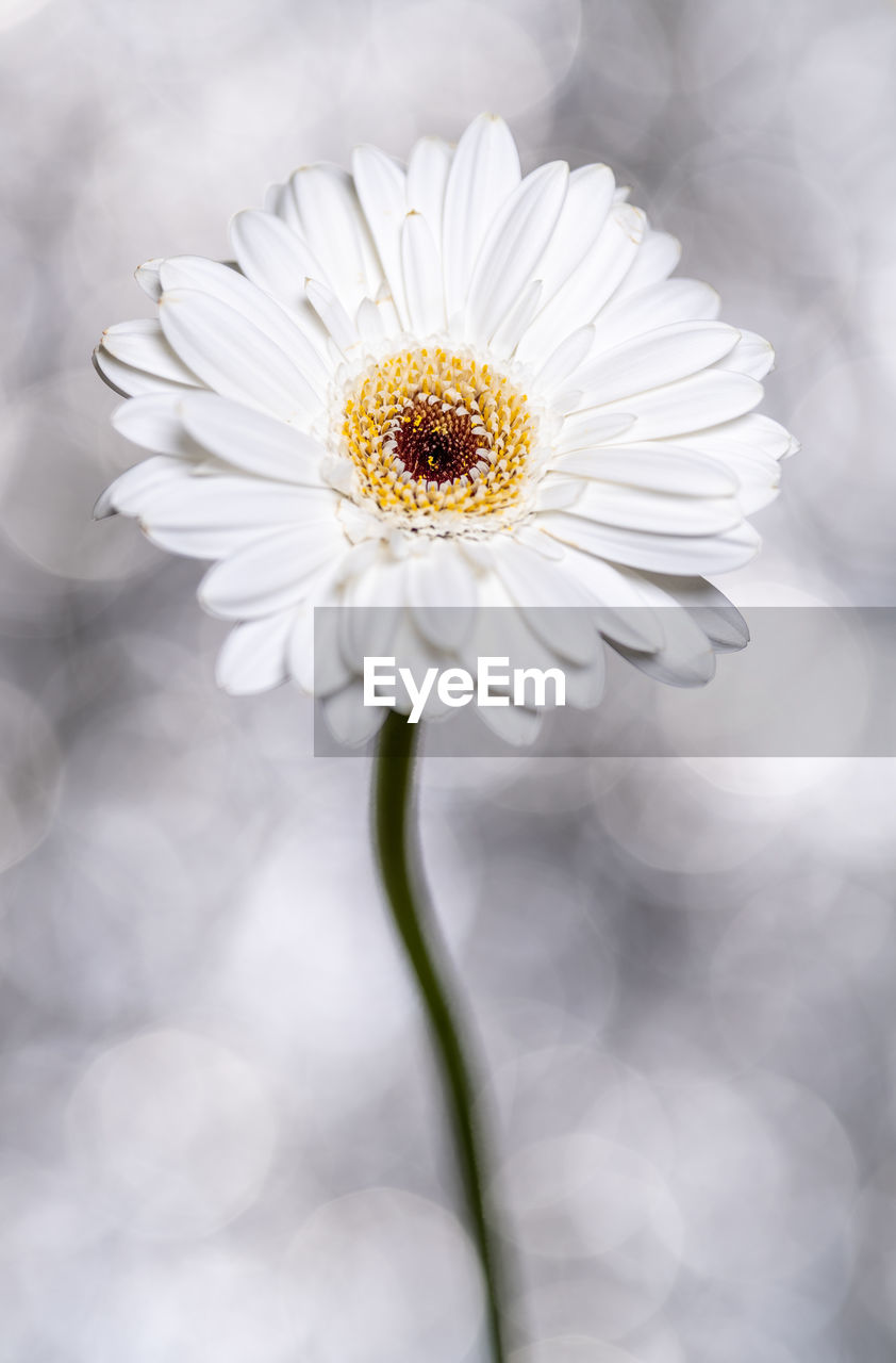 CLOSE-UP OF WHITE DAISIES