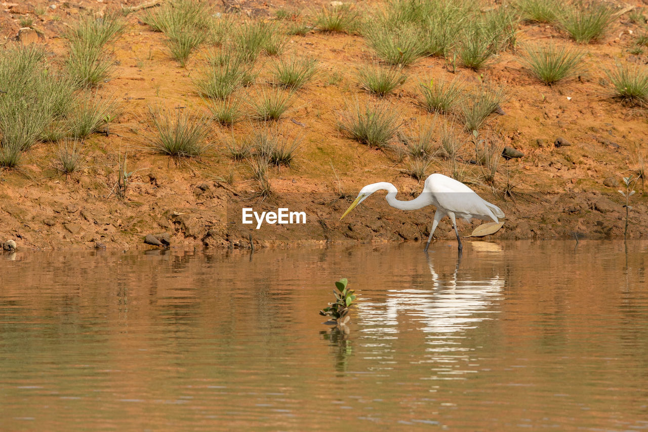 VIEW OF BIRD IN LAKE