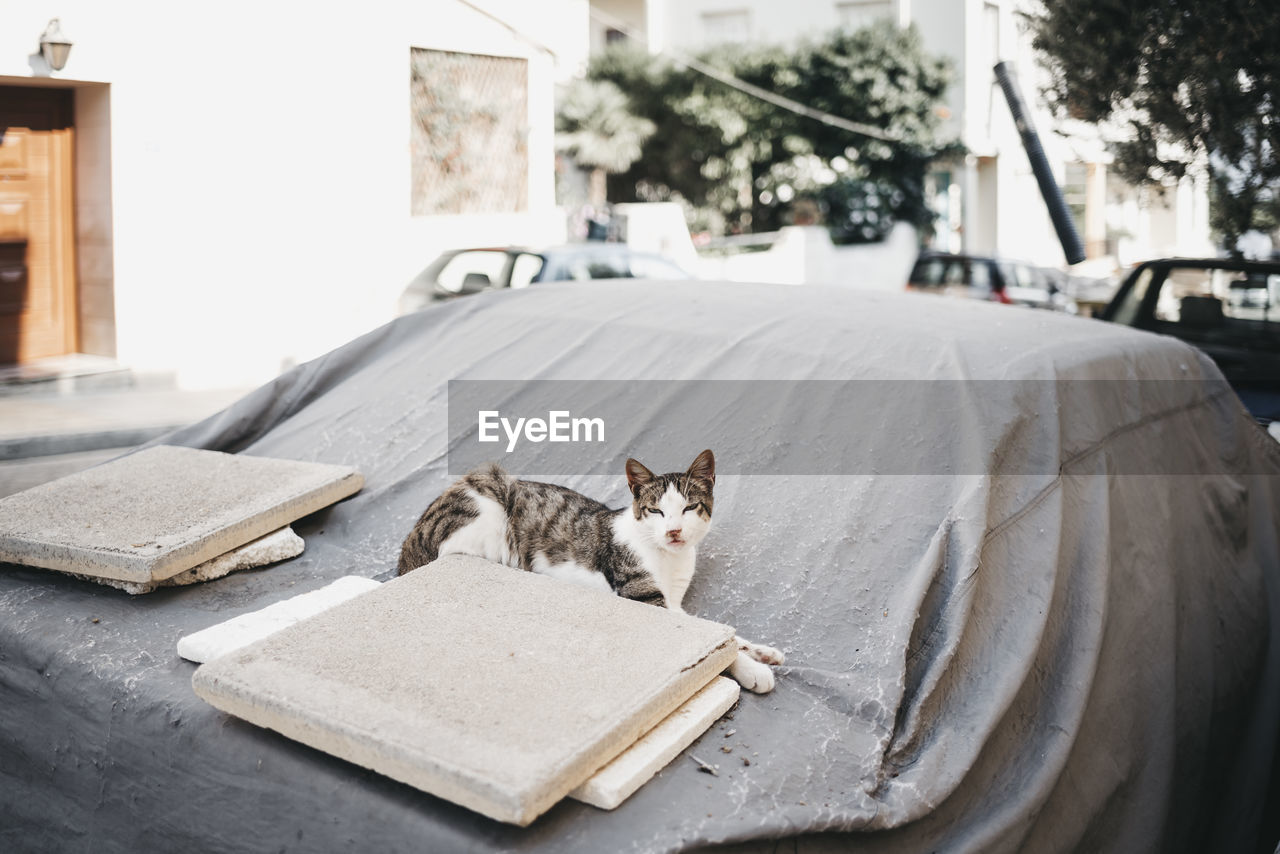 CAT SITTING IN A FRONT OF A CITY