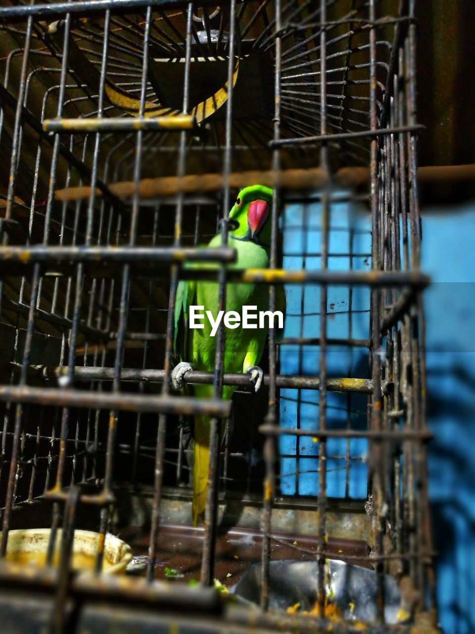 cage, pet, bird, animals in captivity, parrot, birdcage, animal, animal themes, parakeet, metal, animal wildlife, outdoors