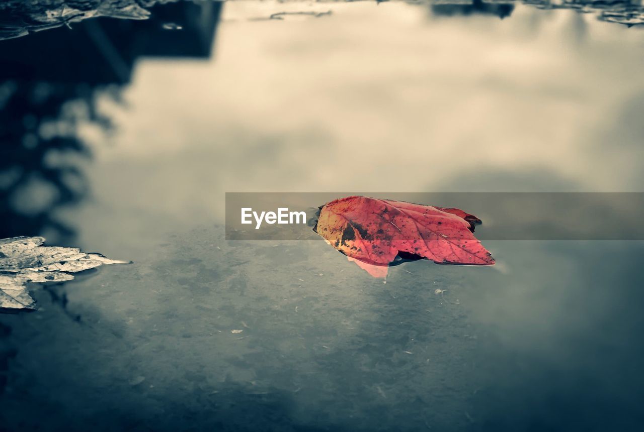 Close-up of dry maple leaf on water