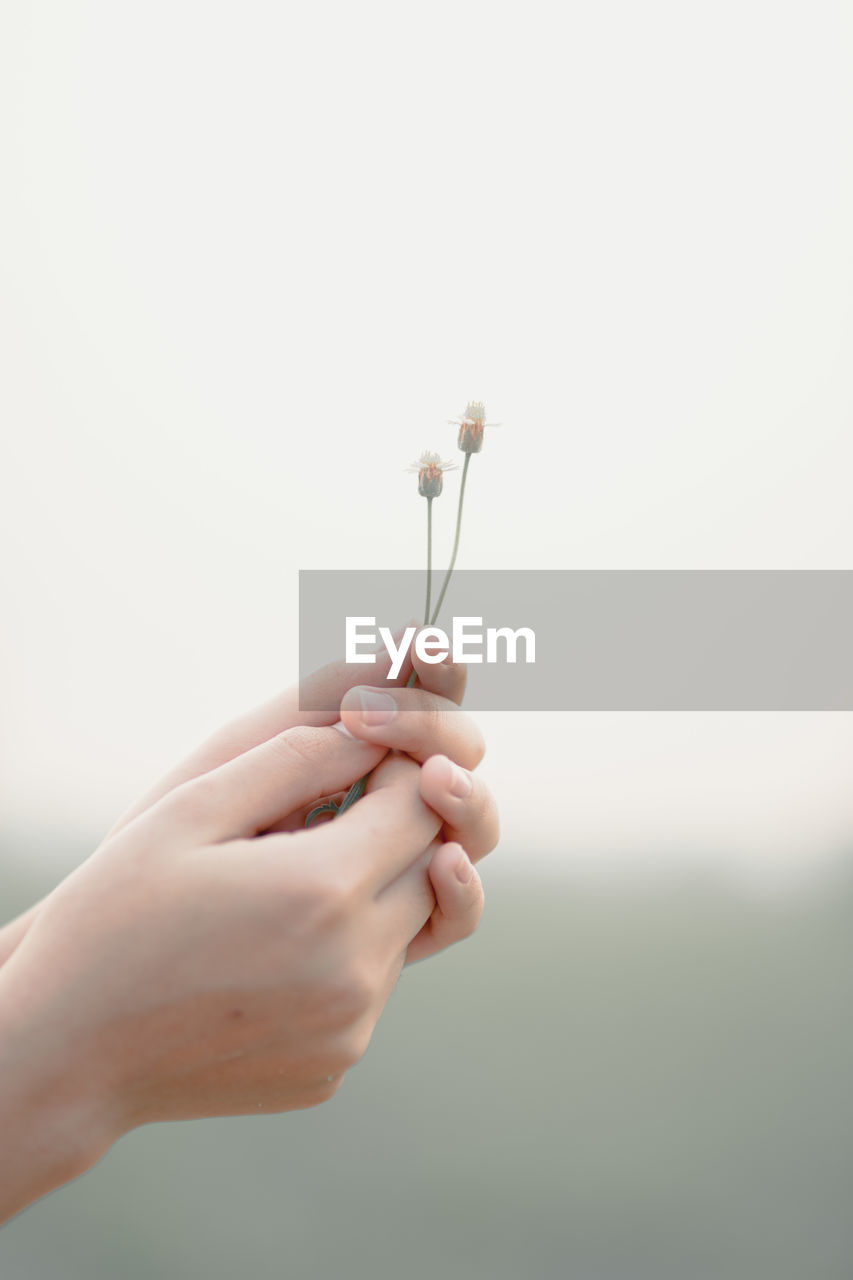 Close-up of woman hands holding flowering plant against sky