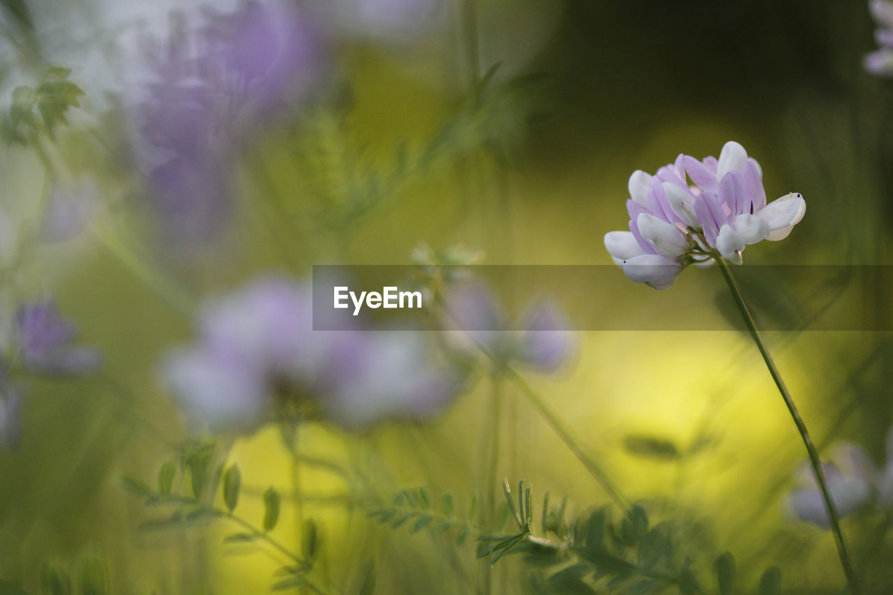 CLOSE-UP OF FLOWERS BLOOMING