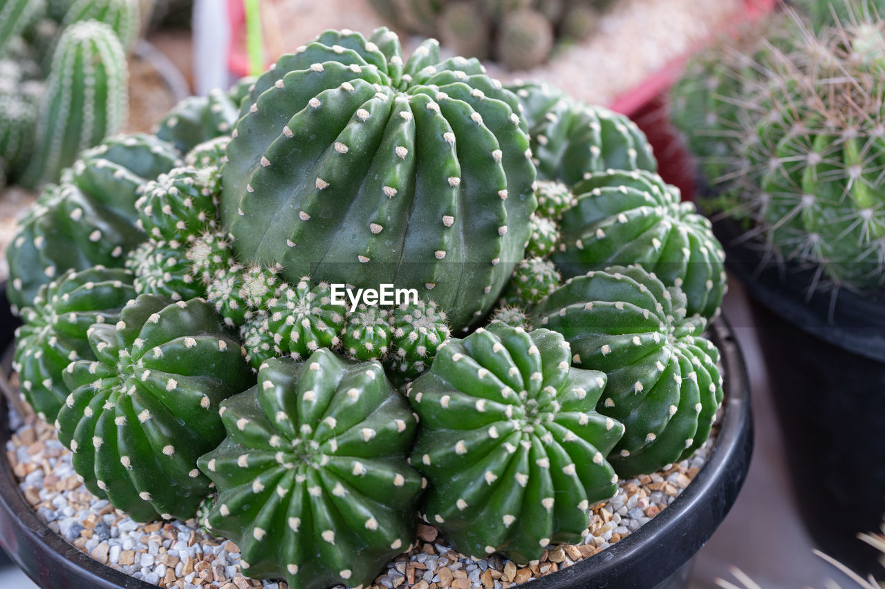 HIGH ANGLE VIEW OF SUCCULENT PLANT IN POT