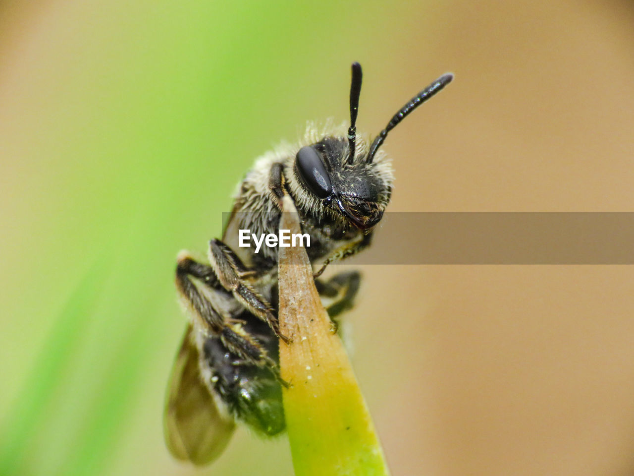 CLOSE-UP OF HONEY BEE POLLINATING FLOWER