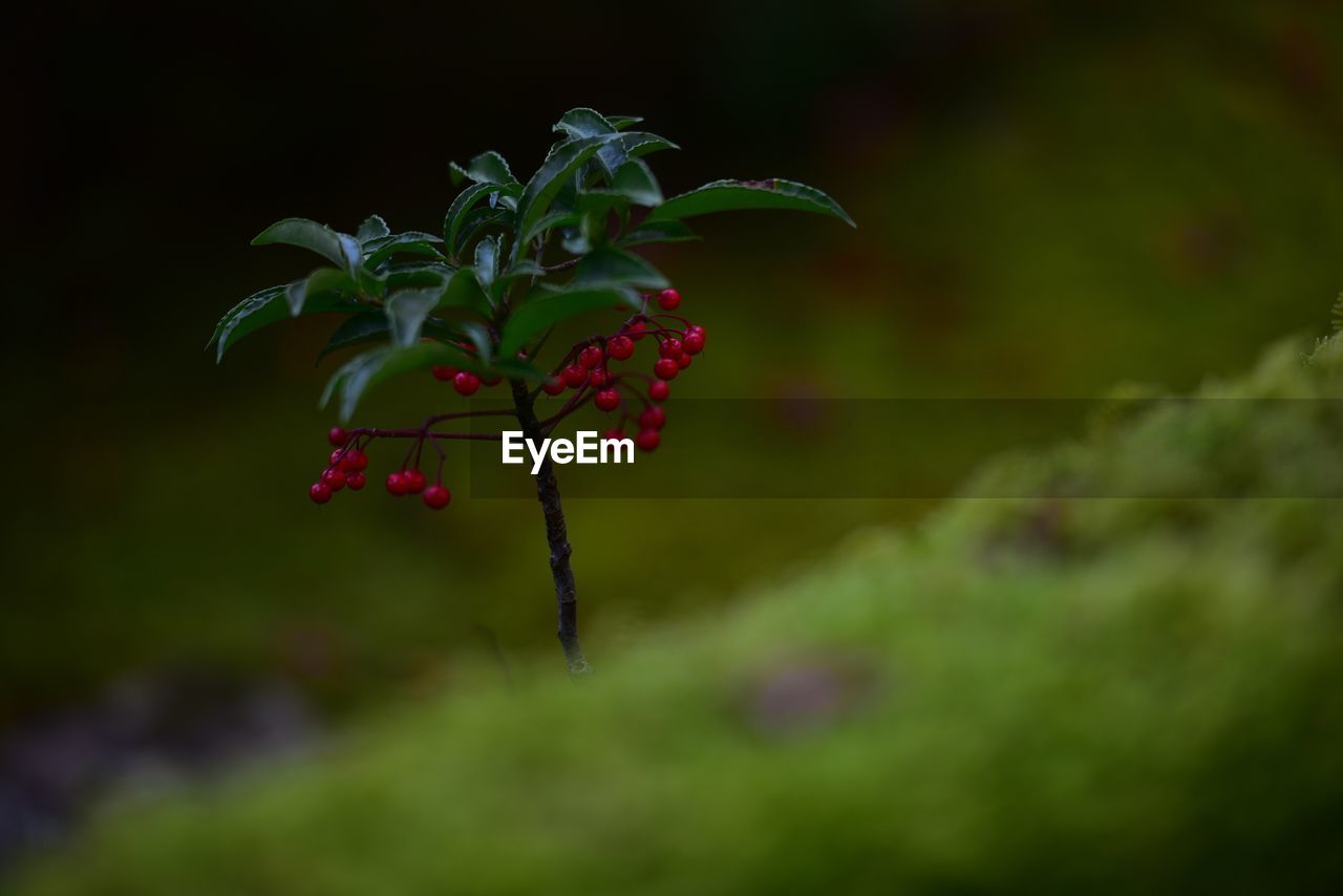 Close-up of red berries on plant