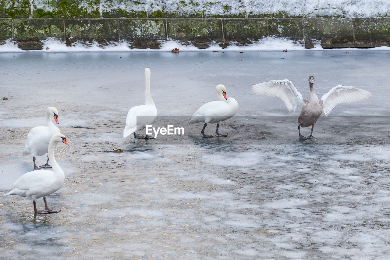 Swans and duck on frozen lake