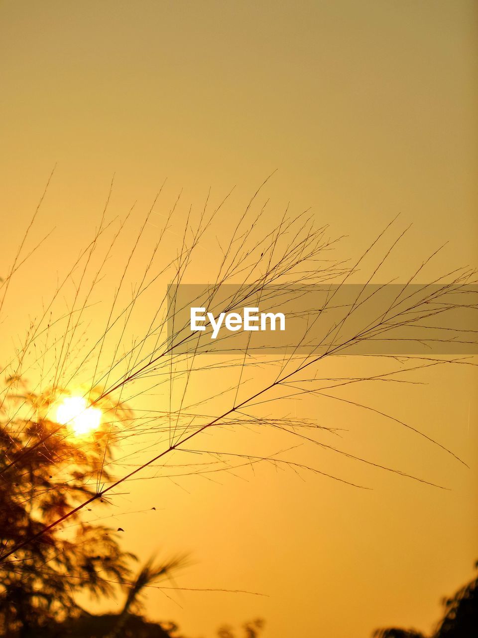 Low angle view of silhouette grass against sky