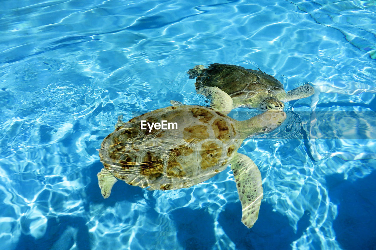 High angle view of sea turtles swimming in sea