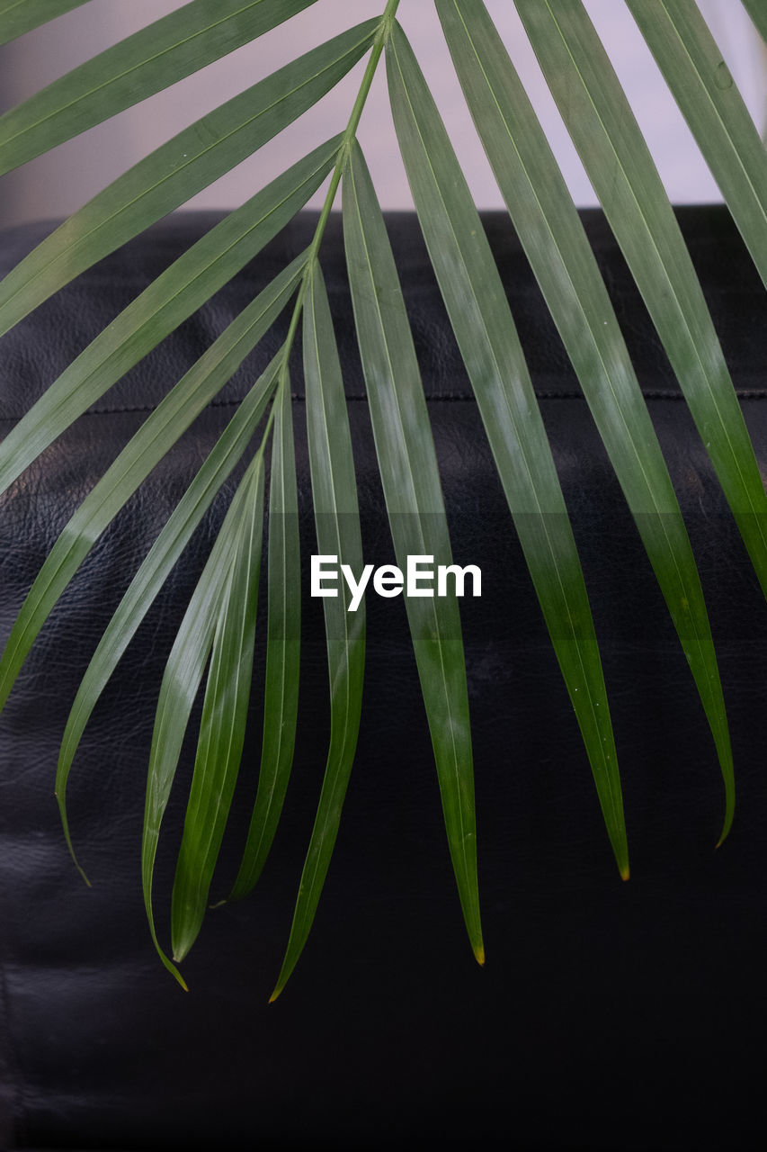 high angle view of plant against black background