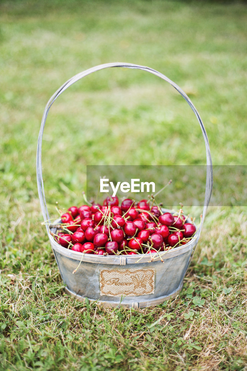 Fresh cherries in a basket