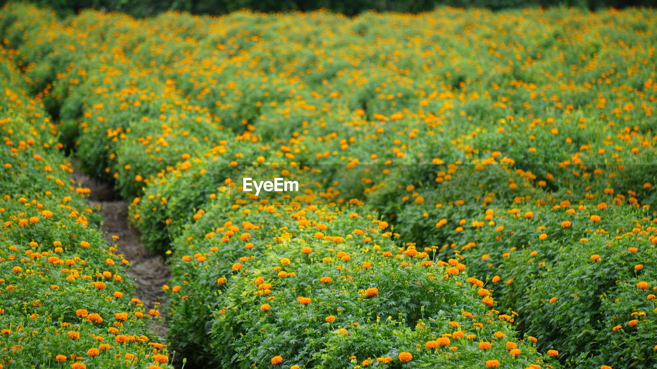 Close-up of yellow flowering plants on field