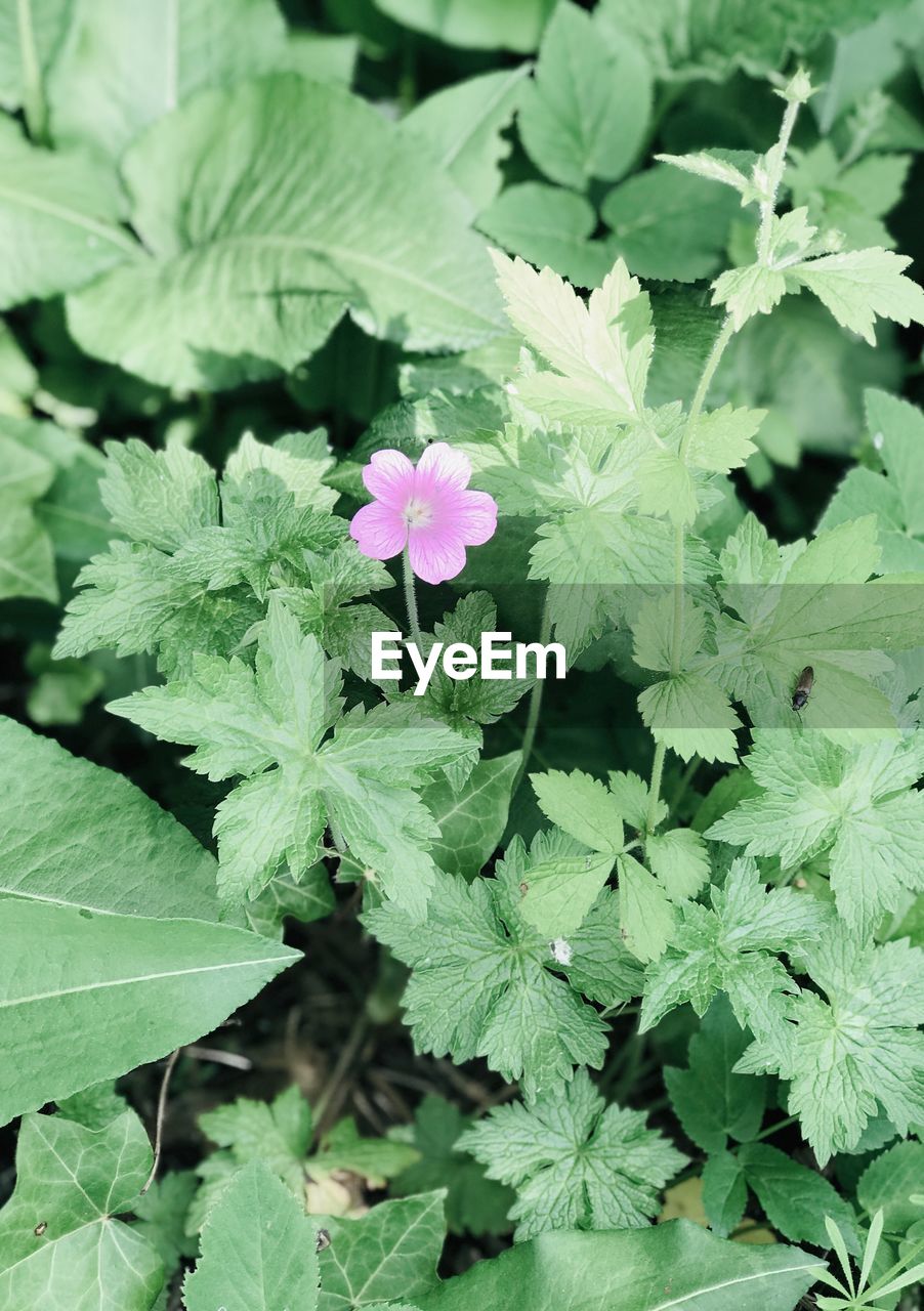 High angle view of pink flowering plant