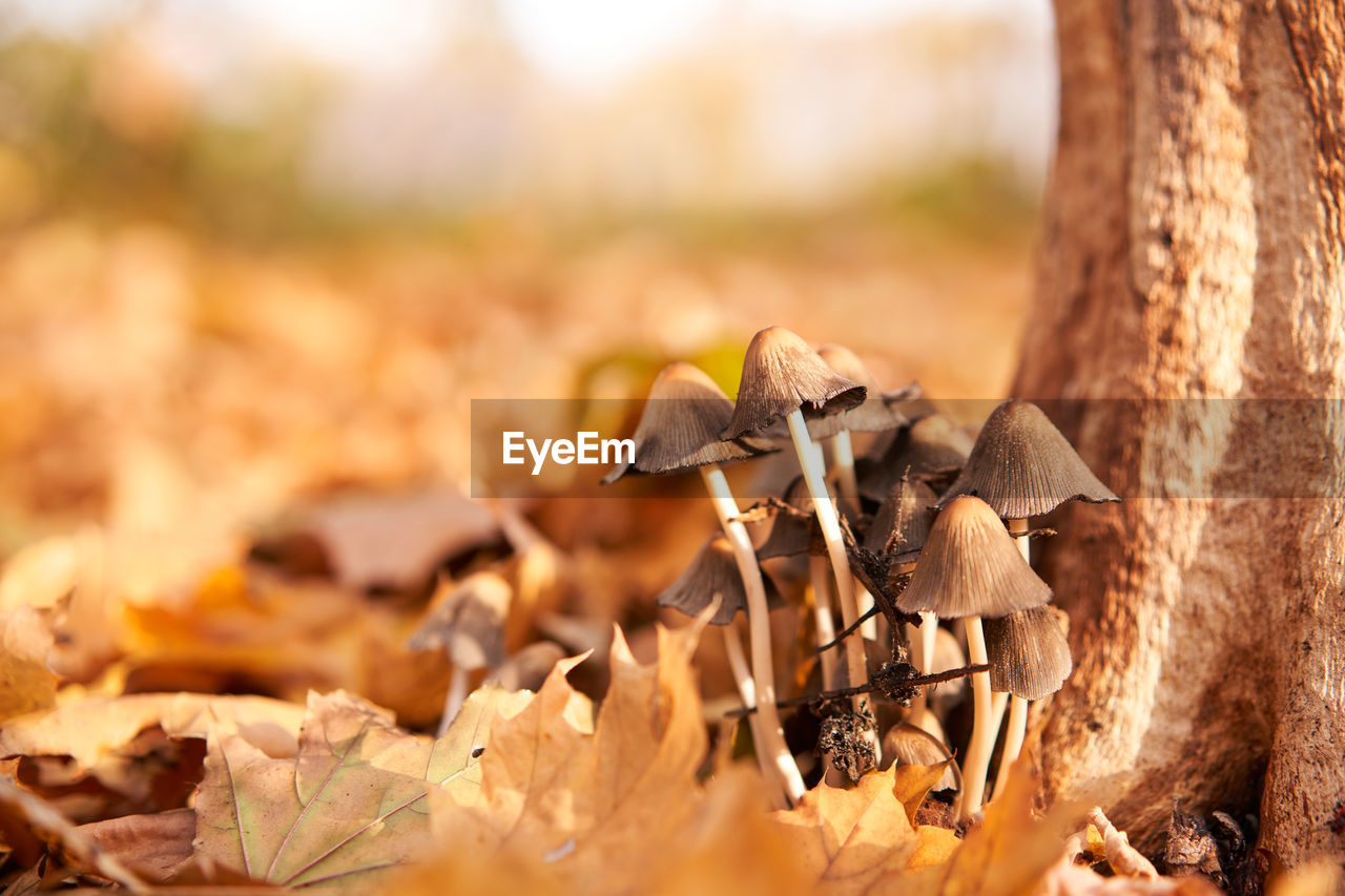 CLOSE-UP OF MUSHROOM ON DRY LEAVES