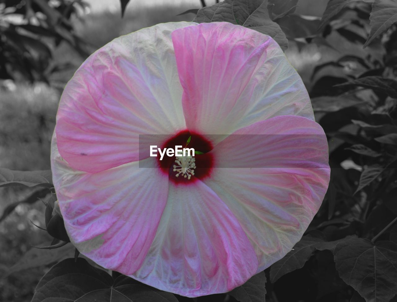 HIGH ANGLE VIEW OF PINK COSMOS FLOWER BLOOMING OUTDOORS