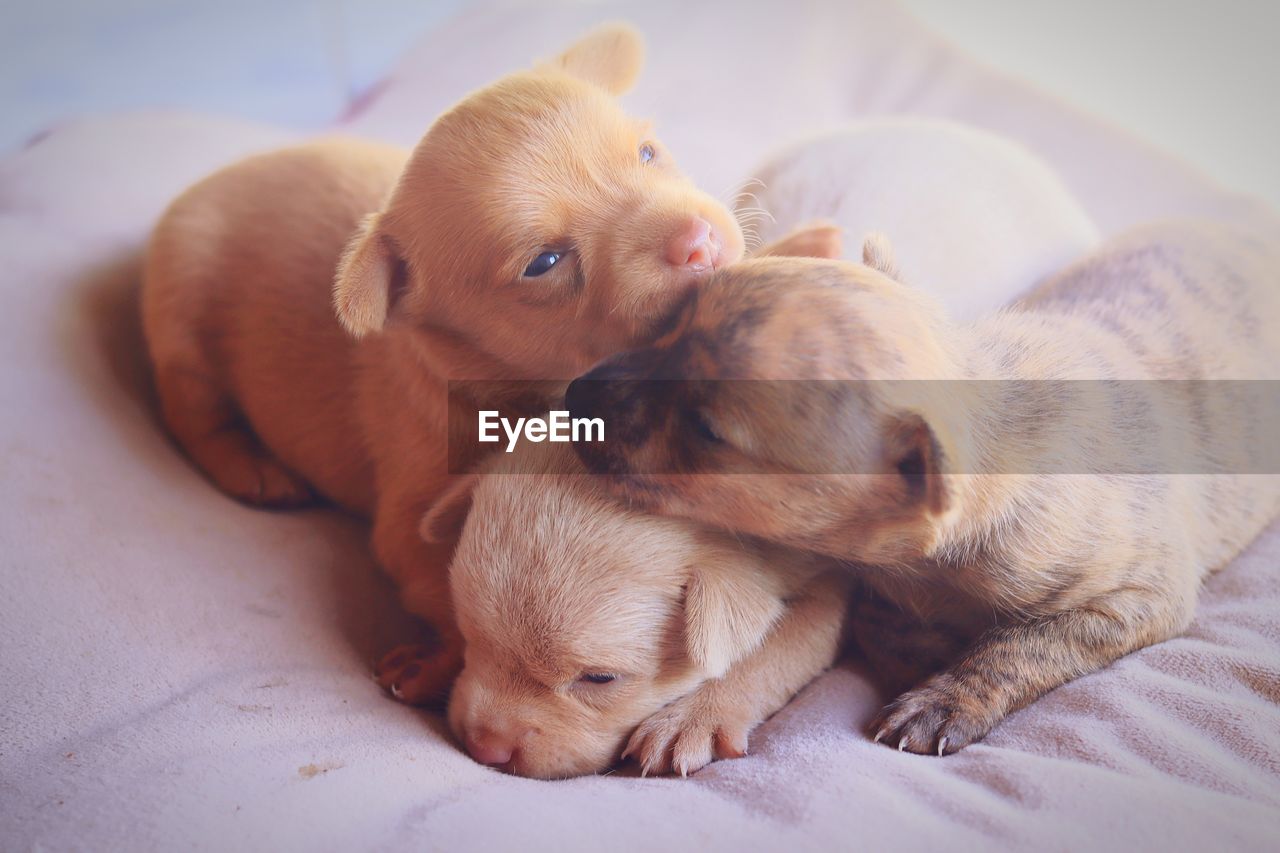 close-up of dog lying on bed at home