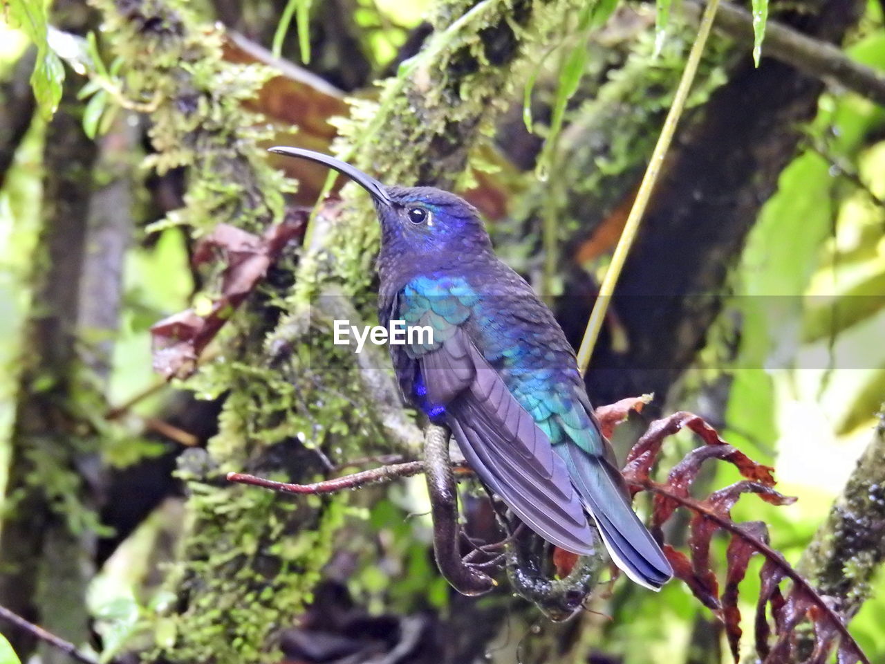 CLOSE-UP OF BLUE BIRD PERCHING ON TREE